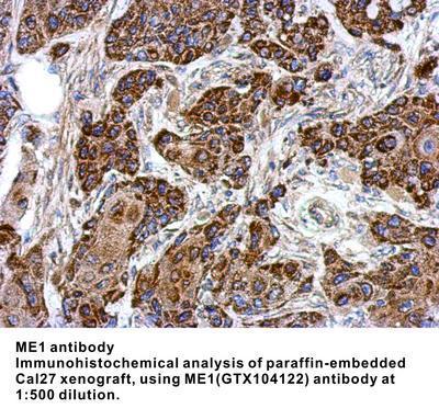 ME1 antibody, GeneTex