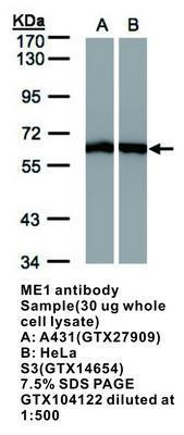 ME1 antibody, GeneTex