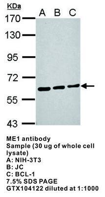 ME1 antibody, GeneTex