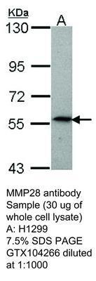 MMP28 antibody [N1C1], GeneTex