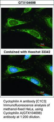 Cyclophilin A antibody [C1C3], GeneTex