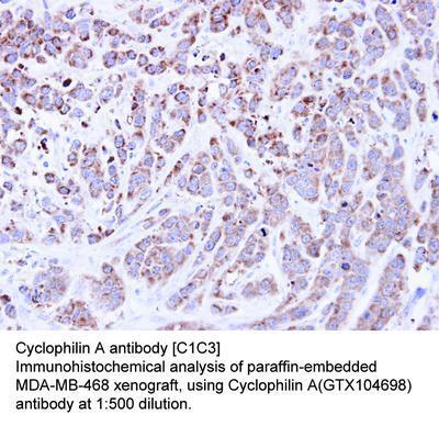 Cyclophilin A antibody [C1C3], GeneTex