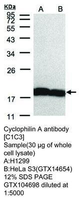 Cyclophilin A antibody [C1C3], GeneTex