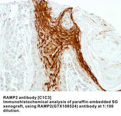 RAMP2 antibody [C1C3], GeneTex