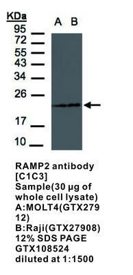 RAMP2 antibody [C1C3], GeneTex