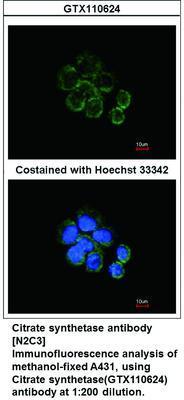 Citrate synthetase antibody [N2C3], GeneTex