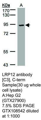 LRP12 antibody [C3], C-term, GeneTex