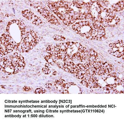 Citrate synthetase antibody [N2C3], GeneTex