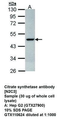 Citrate synthetase antibody [N2C3], GeneTex