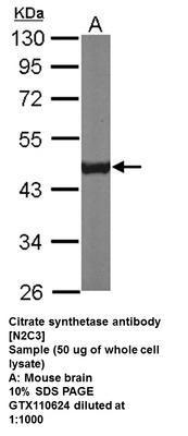 Citrate synthetase antibody [N2C3], GeneTex