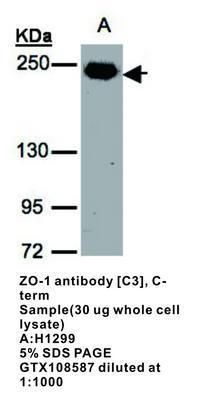 ZO-1  antibody [C3], C-term, GeneTex