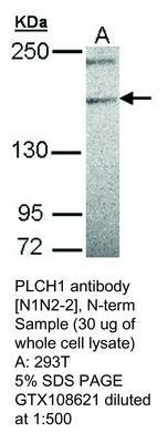 PLCH1 antibody [N1N2-2], N-term, GeneTex