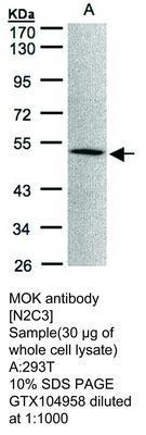 RAGE antibody [N2C3], GeneTex