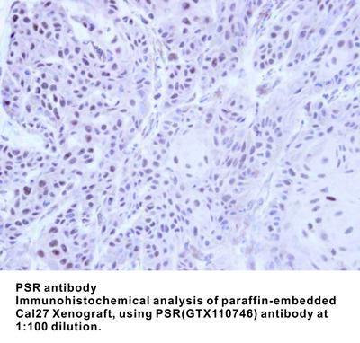 PSR antibody, GeneTex