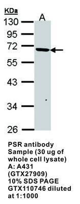 PSR antibody, GeneTex