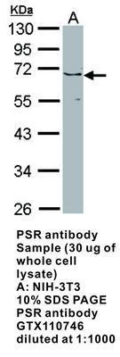 PSR antibody, GeneTex