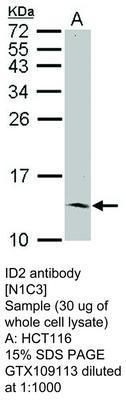 ID2 antibody [N1C3], GeneTex