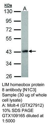 LIM homeobox protein 8 antibody [N1C3], GeneTex