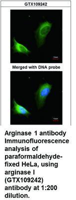 Arginase 1 antibody, GeneTex