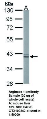 Arginase 1 antibody, GeneTex