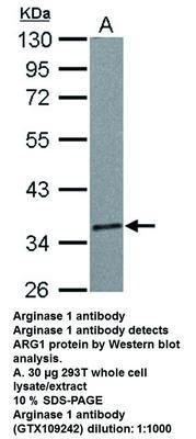 Arginase 1 antibody, GeneTex