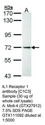 IL1 Receptor 1 antibody [C1C3], GeneTex