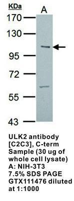 ULK2 antibody [C2C3], C-term, GeneTex