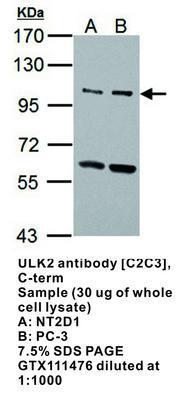 ULK2 antibody [C2C3], C-term, GeneTex