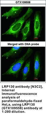 LRP130 antibody [N3C2], Internal, GeneTex