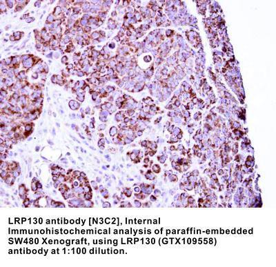 LRP130 antibody [N3C2], Internal, GeneTex