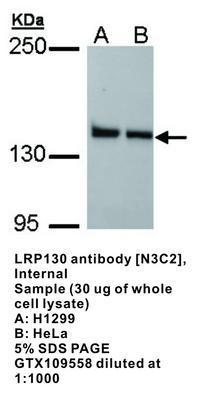 LRP130 antibody [N3C2], Internal, GeneTex