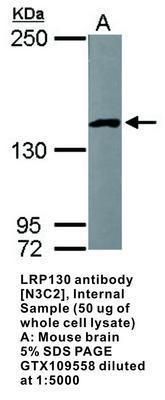 LRP130 antibody [N3C2], Internal, GeneTex