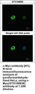 c-Myc antibody [N1], N-term, GeneTex