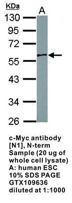 c-Myc antibody [N1], N-term, GeneTex