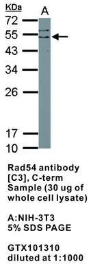 c-Myc antibody [N1], N-term, GeneTex