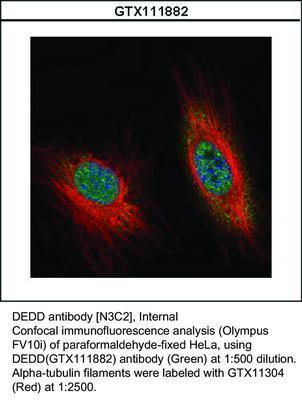 DEDD antibody [N3C2], Internal, GeneTex