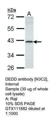 DEDD antibody [N3C2], Internal, GeneTex