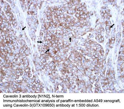 Caveolin 3 antibody [N1N2], N-term, GeneTex