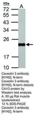 Caveolin 3 antibody [N1N2], N-term, GeneTex