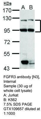 FGFR3 antibody [N3], Internal, GeneTex