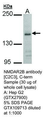 NMDAR2B antibody [C2C3], C-term, GeneTex