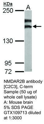 NMDAR2B antibody [C2C3], C-term, GeneTex