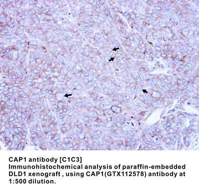 CAP1 antibody [C1C3], GeneTex