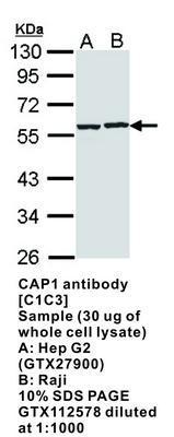 CAP1 antibody [C1C3], GeneTex