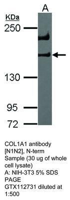 COL1A1 antibody [N1N2], N-term, GeneTex