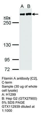 Filamin A antibody [C2], C-term, GeneTex