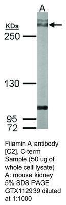 Filamin A antibody [C2], C-term, GeneTex