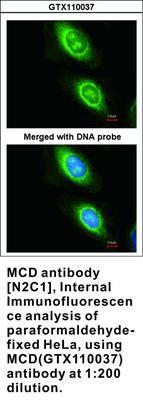 MCD antibody [N2C1], Internal, GeneTex