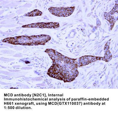 MCD antibody [N2C1], Internal, GeneTex