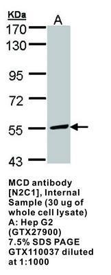 MCD antibody [N2C1], Internal, GeneTex